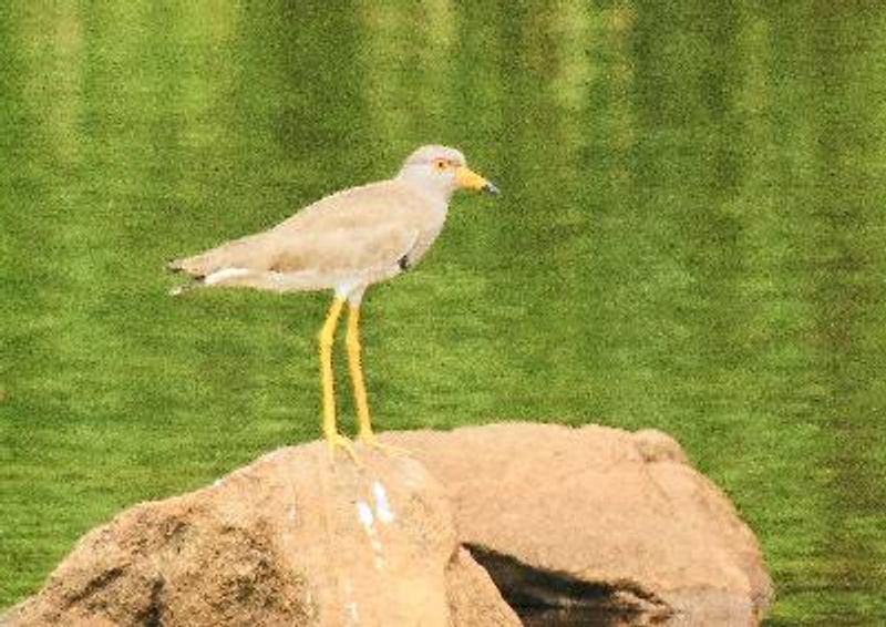 Grey headed Lapwing