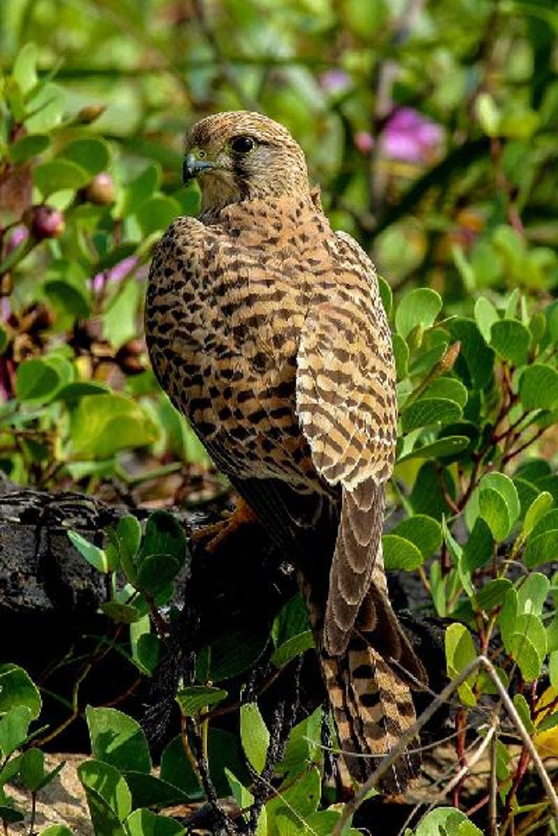 Common Kestrel