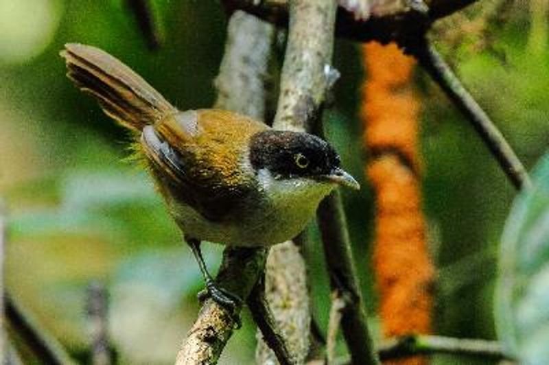 Dark fronted Babbler