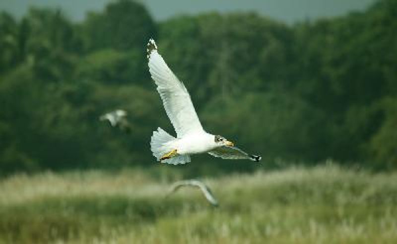Pallas's Gull