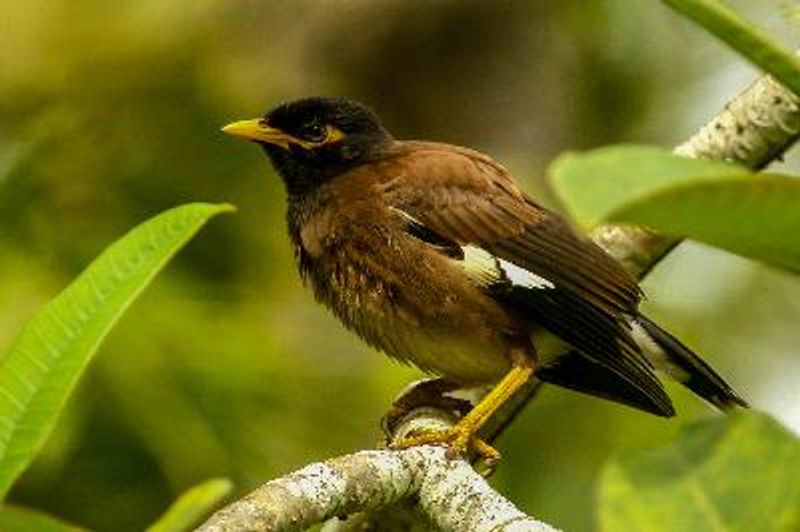 Common Myna
