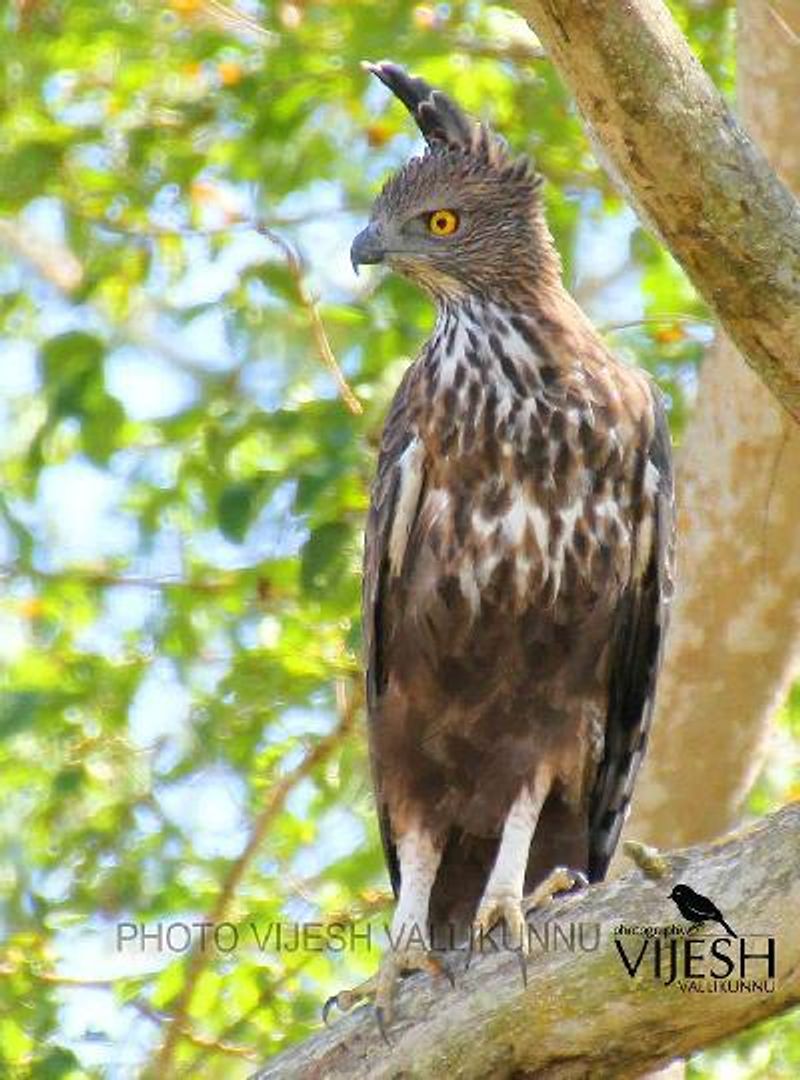 Crested Hawk Eagle