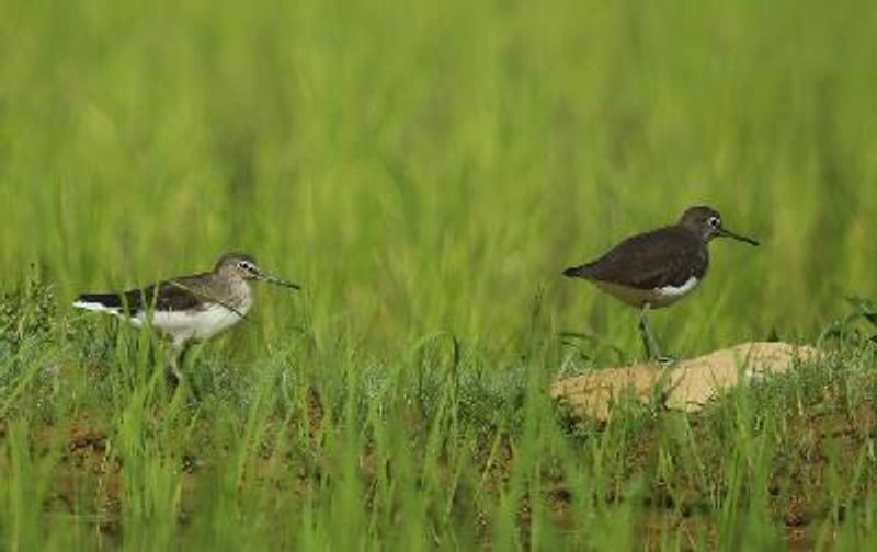 Green Sandpiper