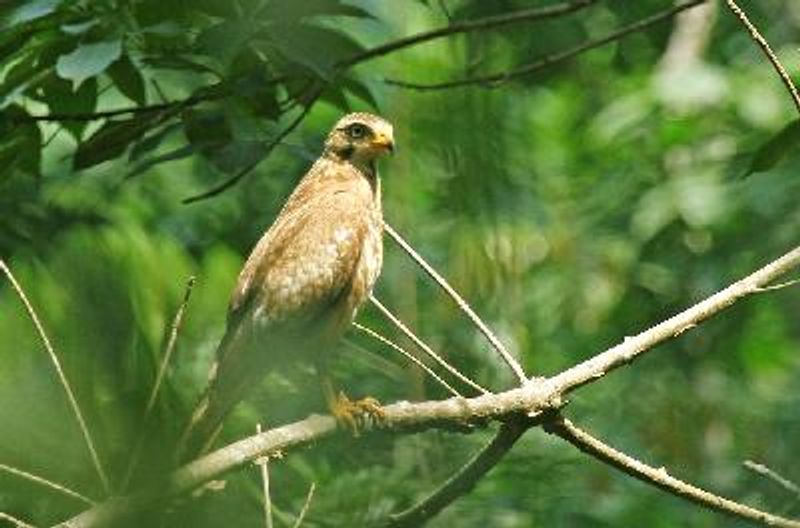 White eyed Buzzard