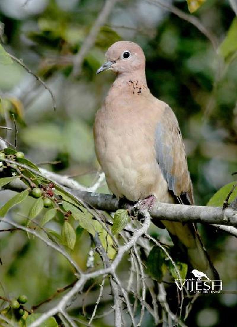 Laughing Dove