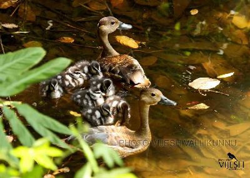 Lesser Whistling Duck