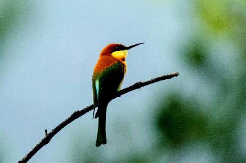 Chestnut headed Bee eater