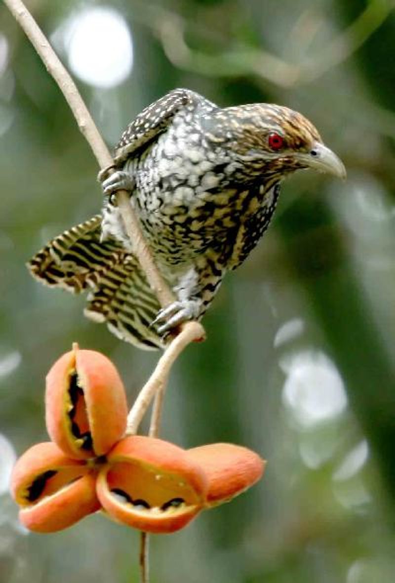 Asian Koel