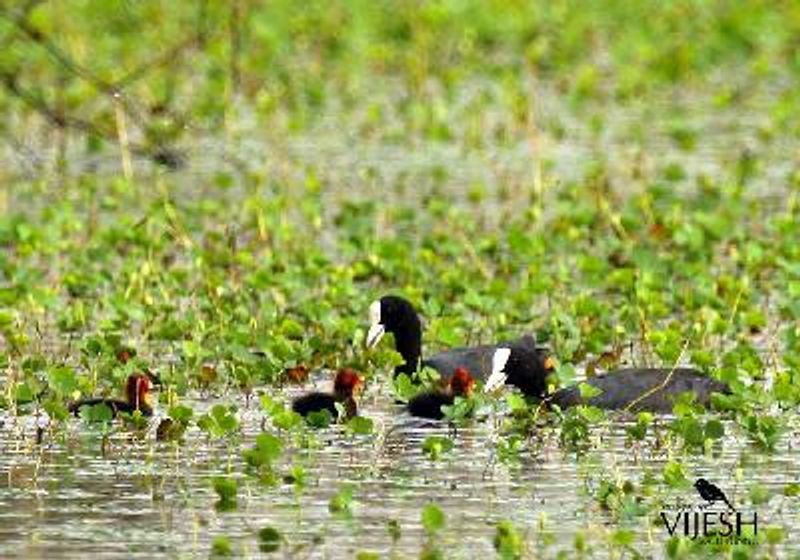 Common Coot