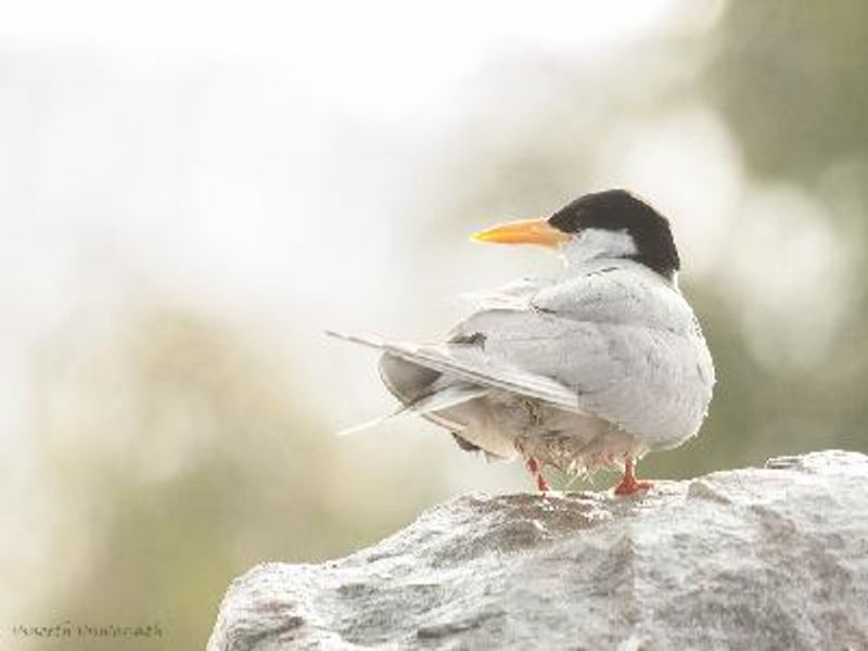 River Tern