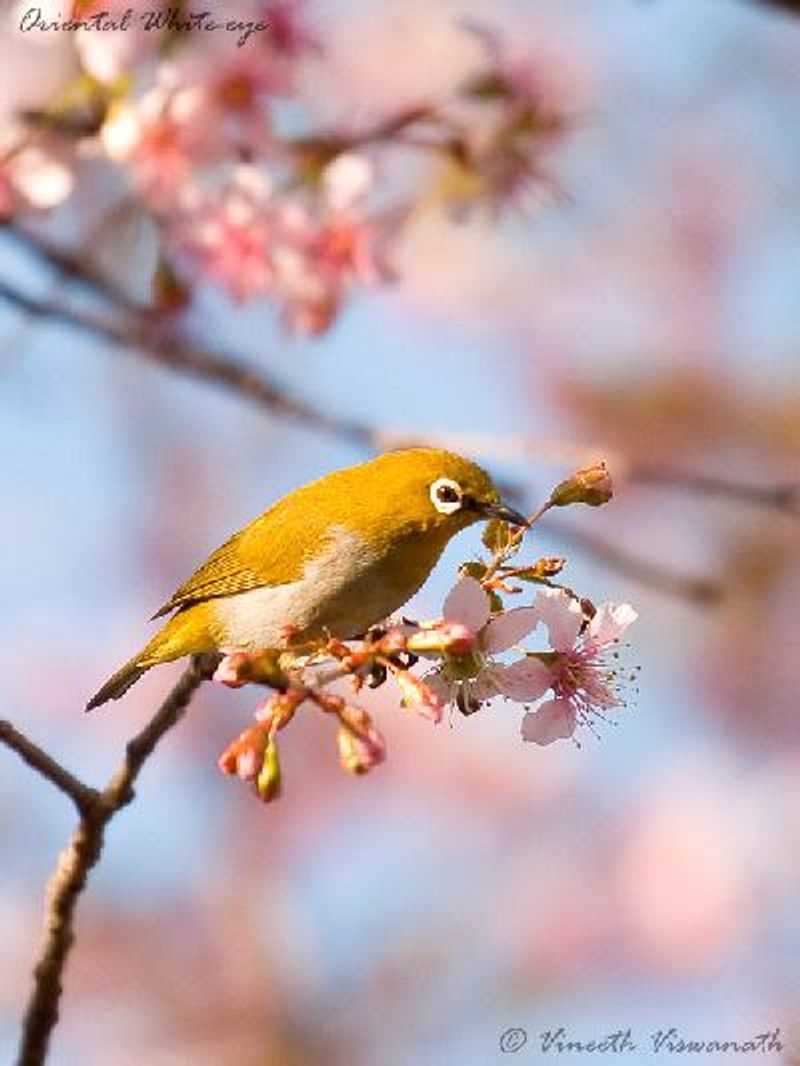 Oriental White eye