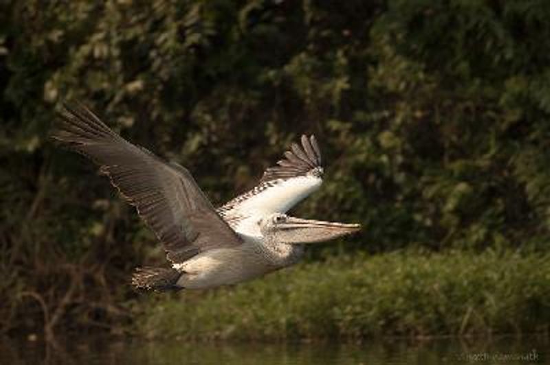 Spot billed Pelican