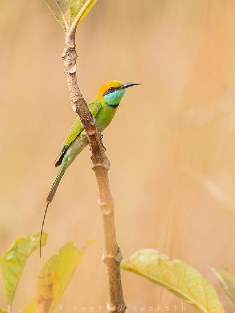 Green Bee eater