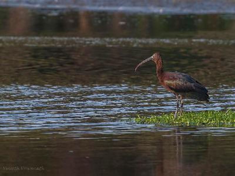 Glossy Ibis