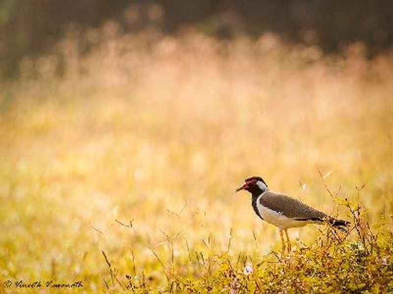 Red wattled Lapwing