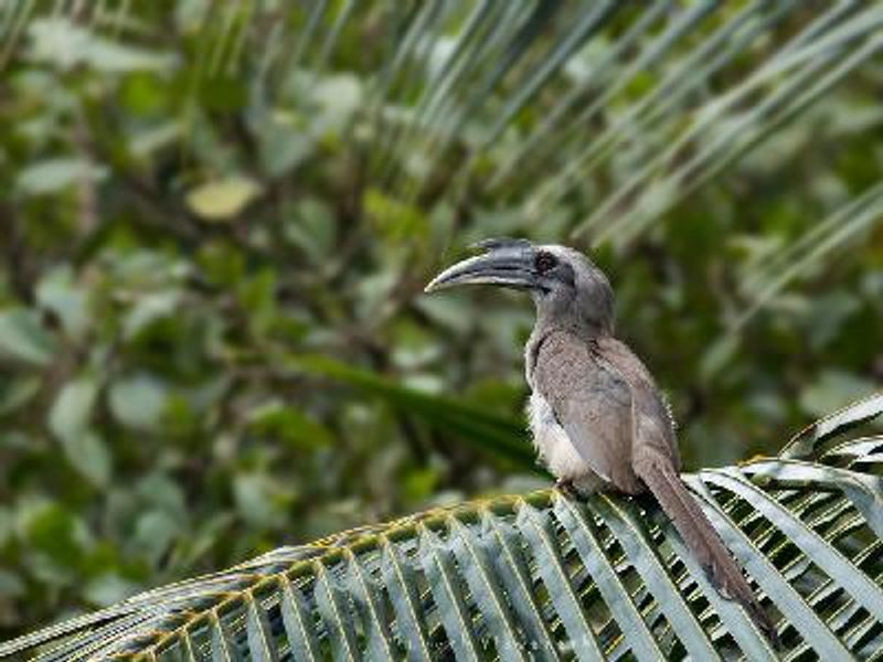 Indian Grey Hornbill