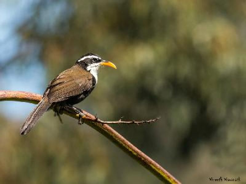 Indian Scimitar Babbler