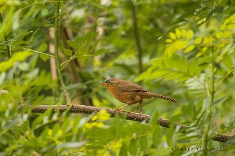 Rufous Babbler