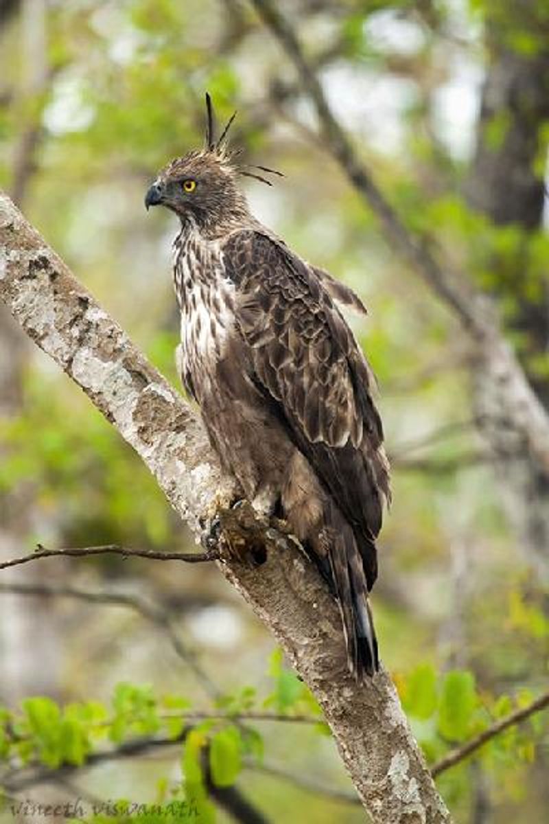 Crested Hawk Eagle