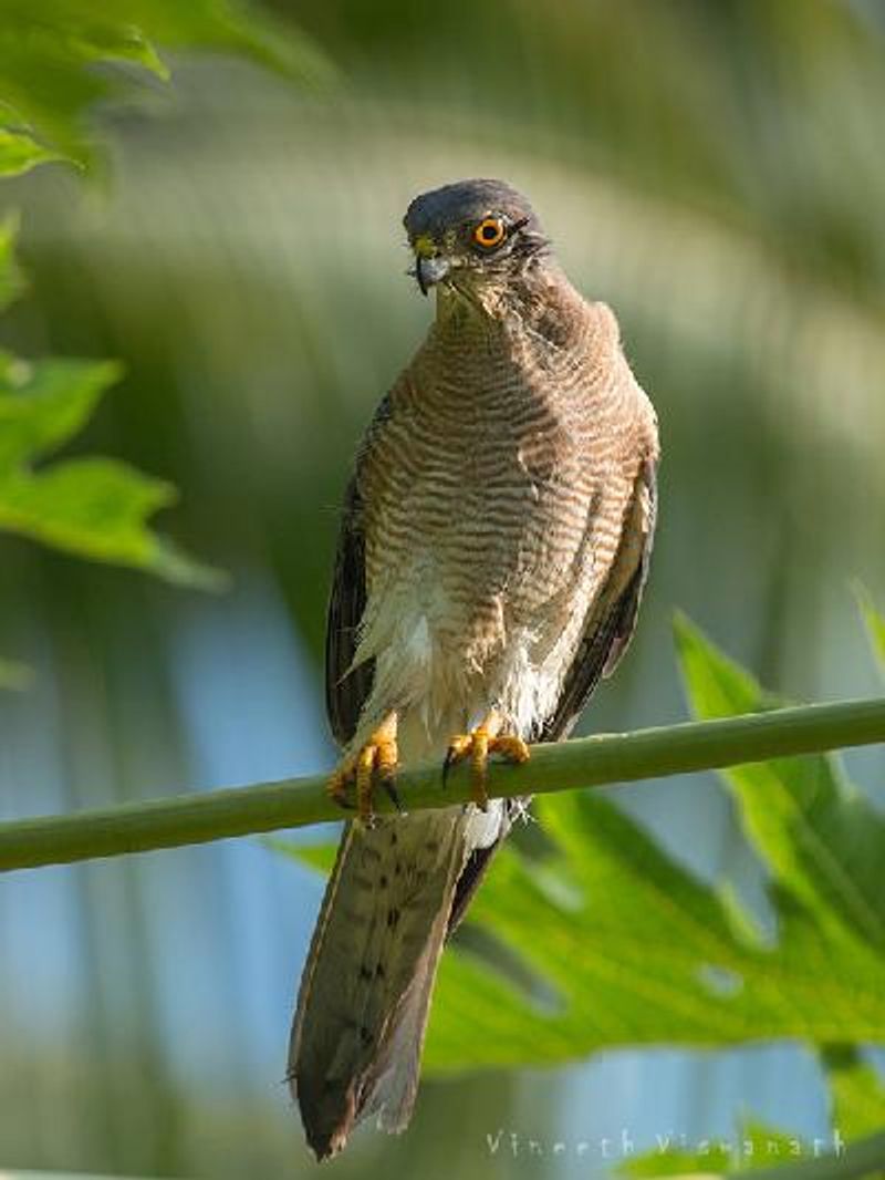 Shikra