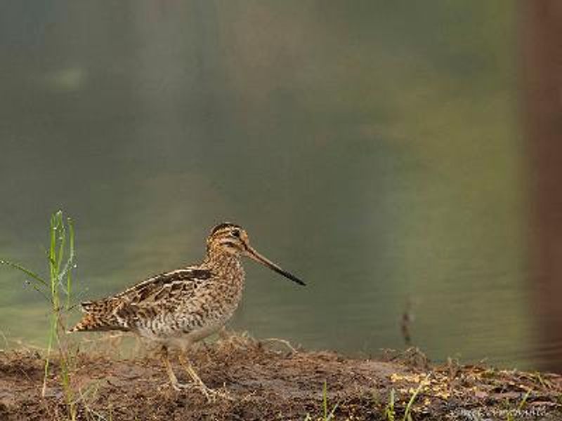 Pintail Snipe