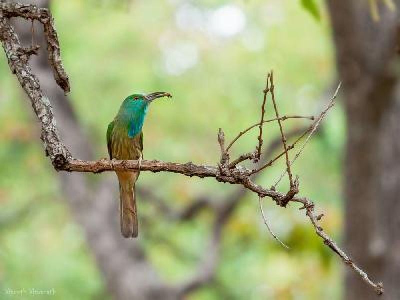 Blue bearded Bee eater