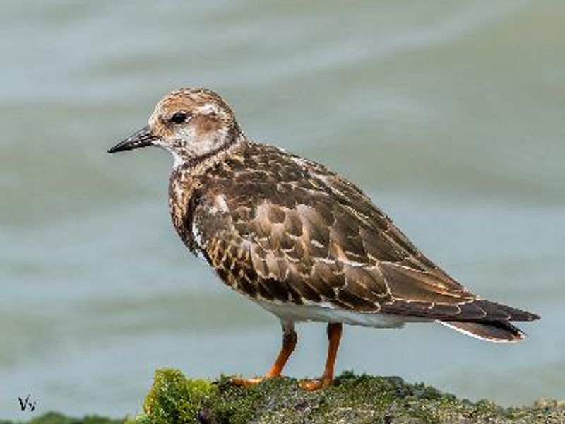 Ruddy Turnstone