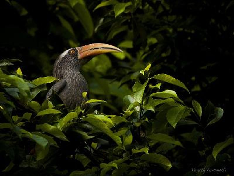 Malabar Grey Hornbill