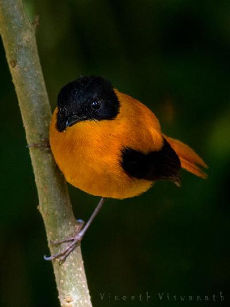 Black and orange Flycatcher