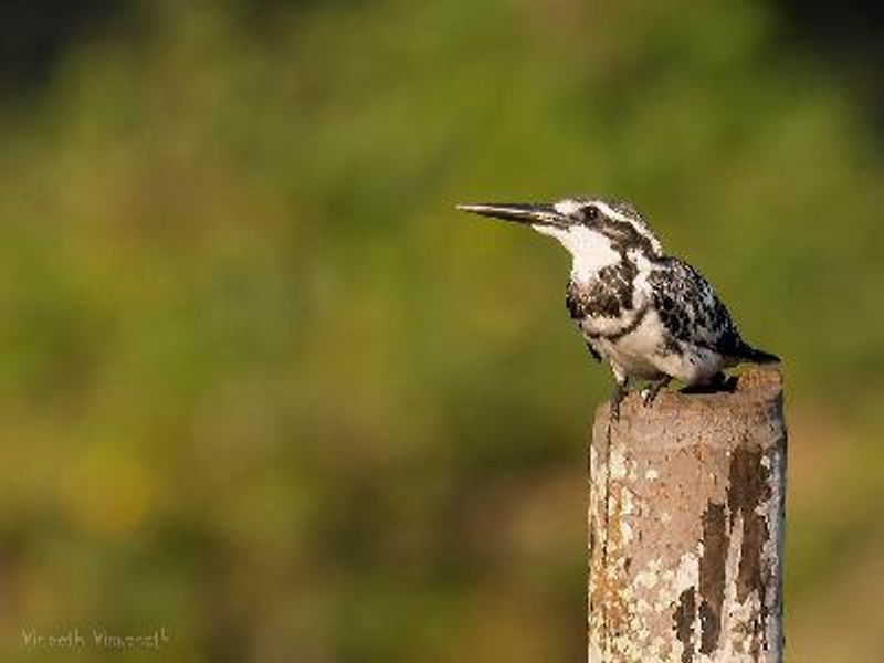 Pied Kingfisher