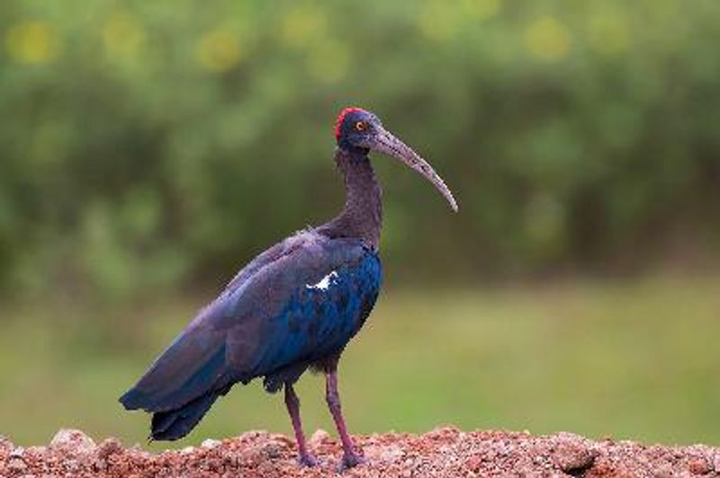 Red naped Ibis