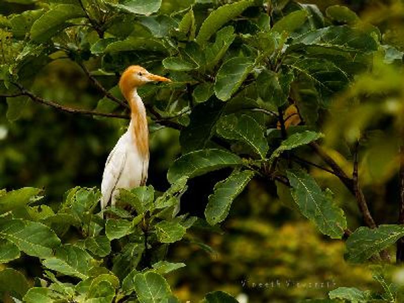 Cattle Egret