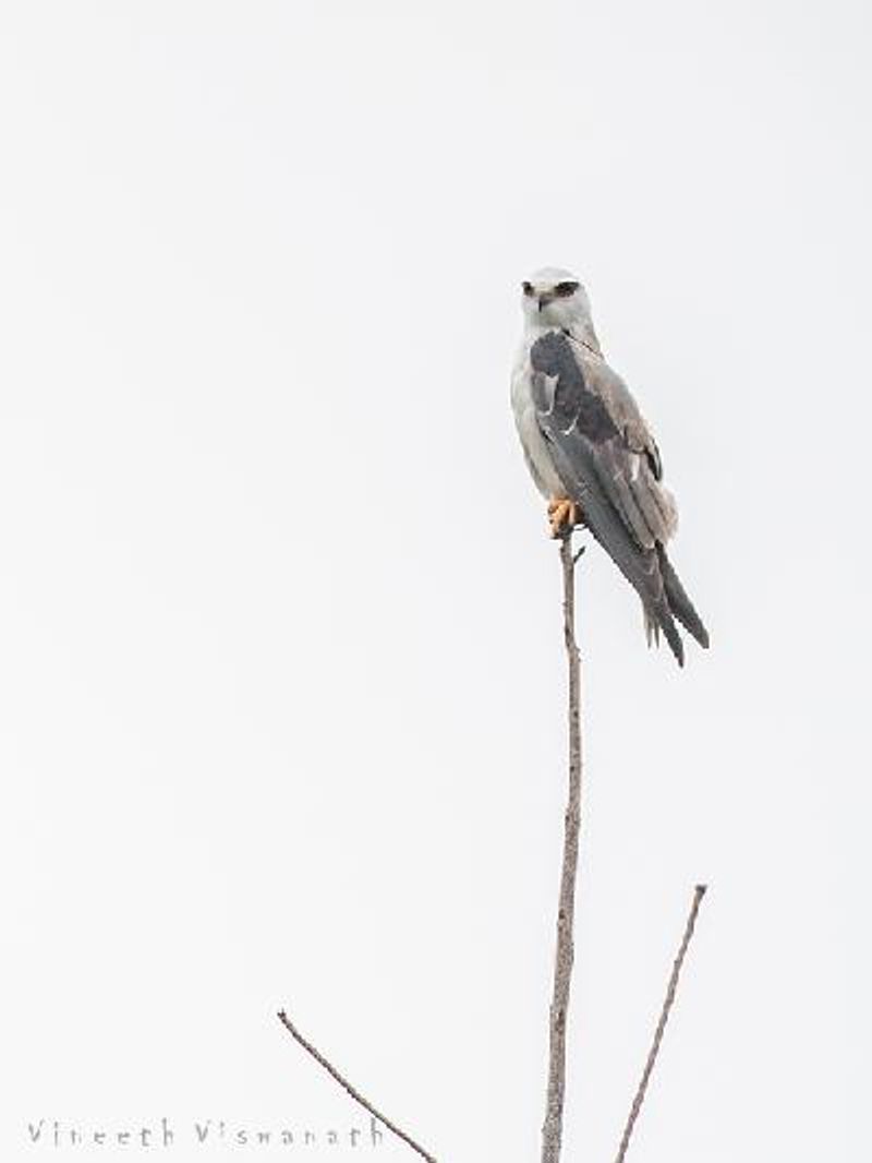 Black winged Kite