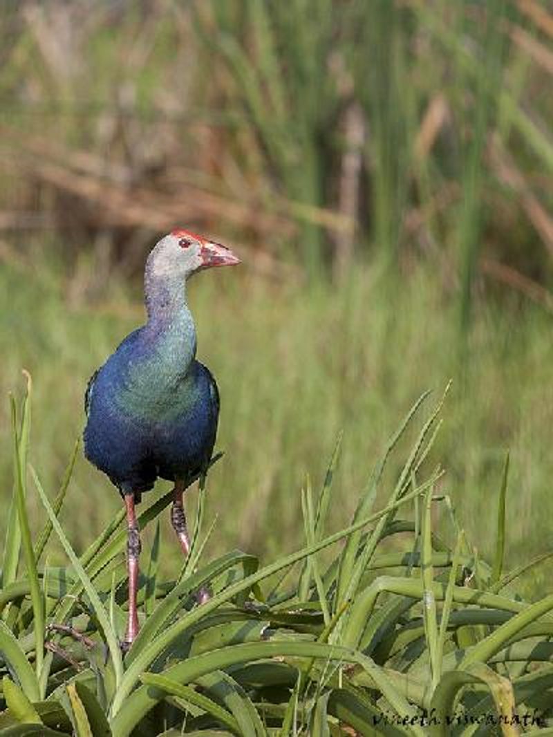 Purple Swamphen