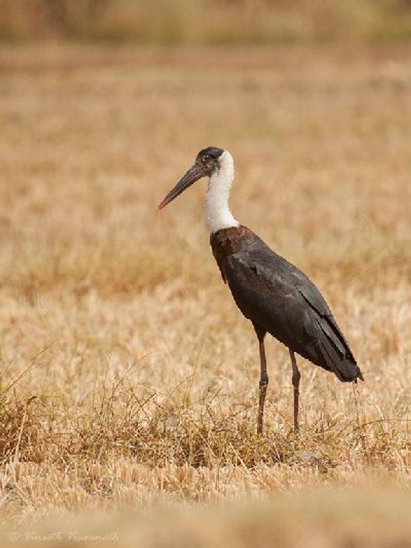 Woolly necked Stork