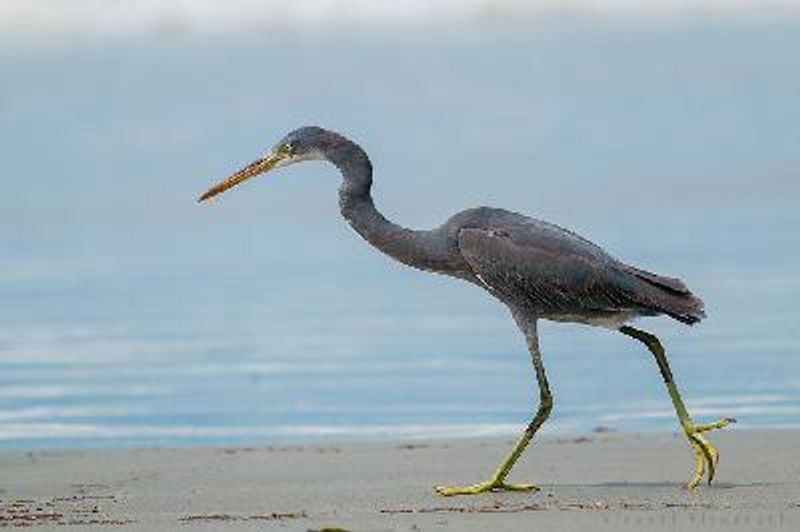 Western Reef Egret