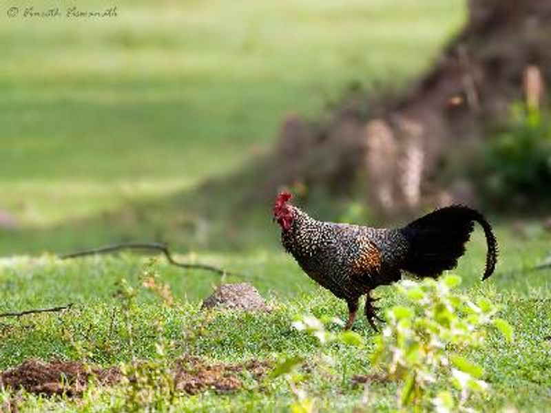 Grey Junglefowl