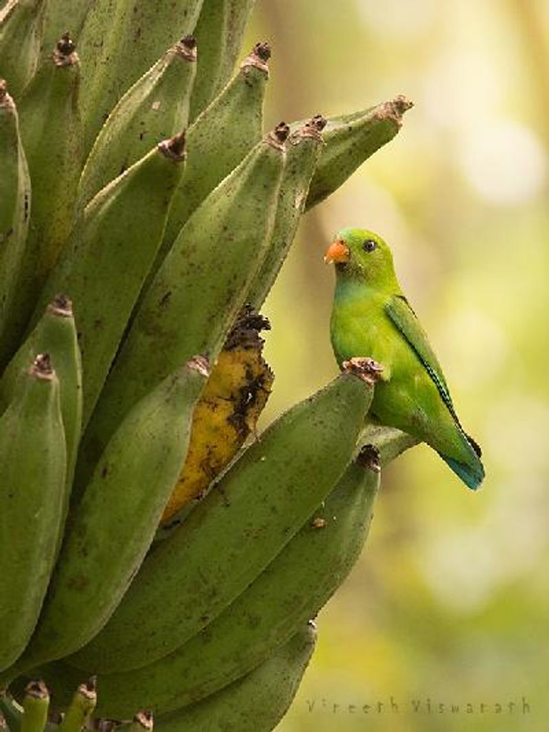 Vernal Hanging Parrot