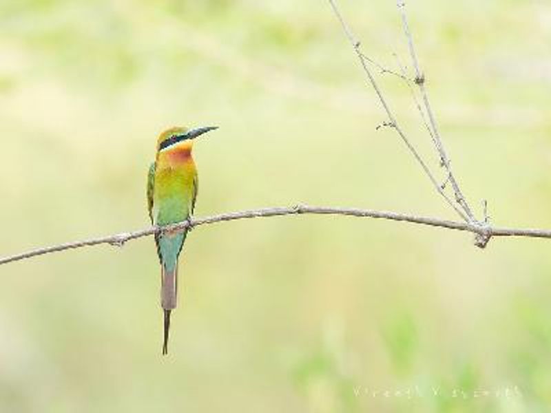 Blue tailed Bee eater