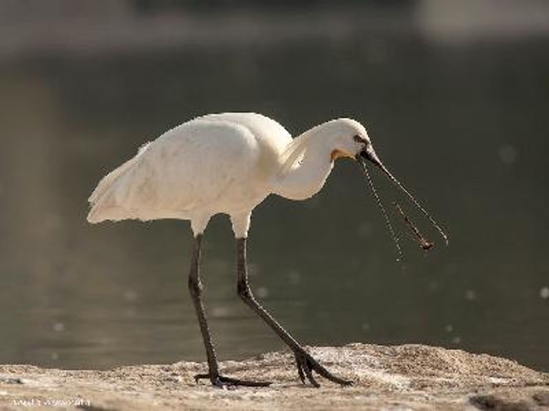 Eurasian Spoonbill