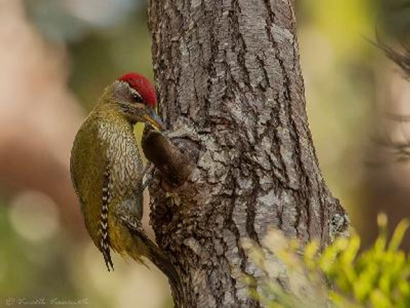 Streak throated Woodpecker