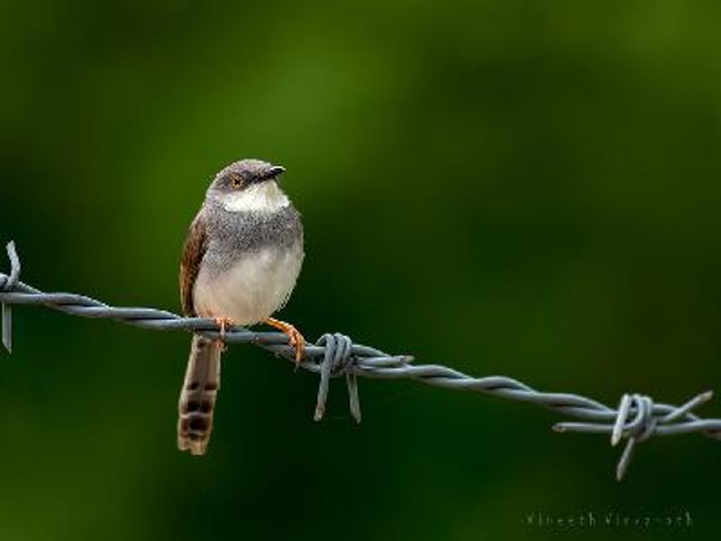 Grey breasted Prinia