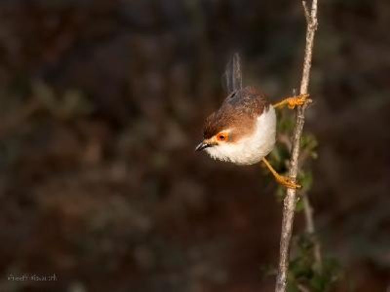 Yellow eyed Babbler