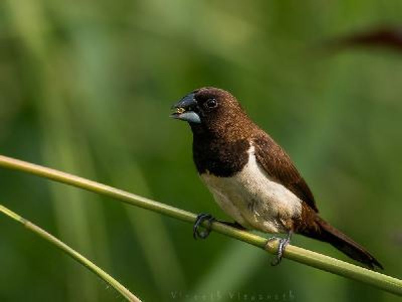 White rumped Munia