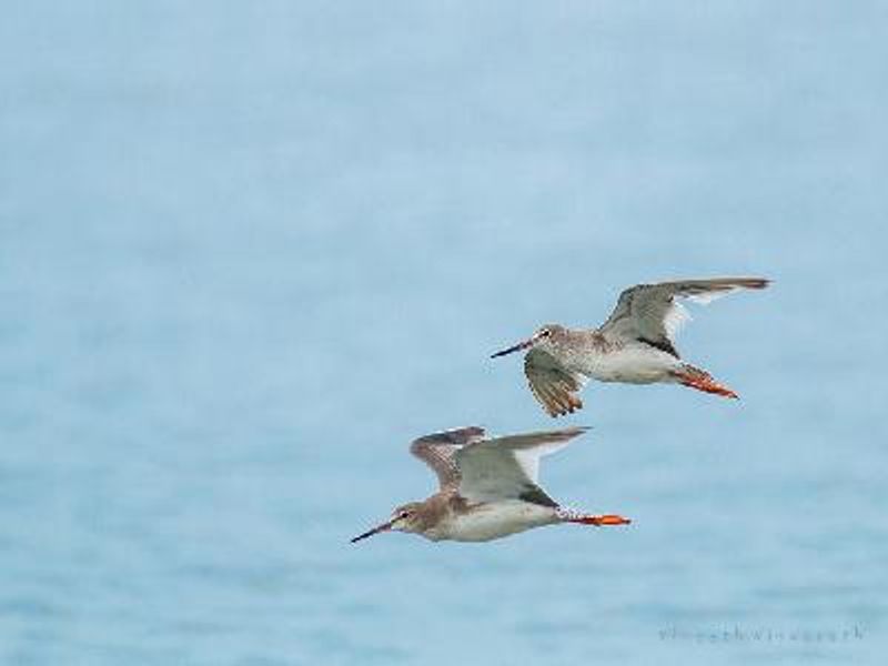 Common Redshank