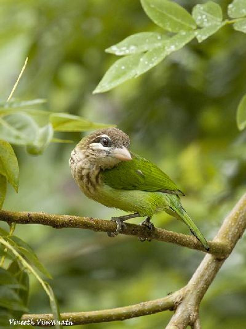 White cheeked Barbet