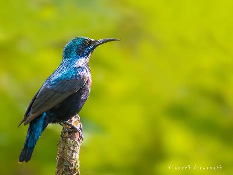 Purple Sunbird