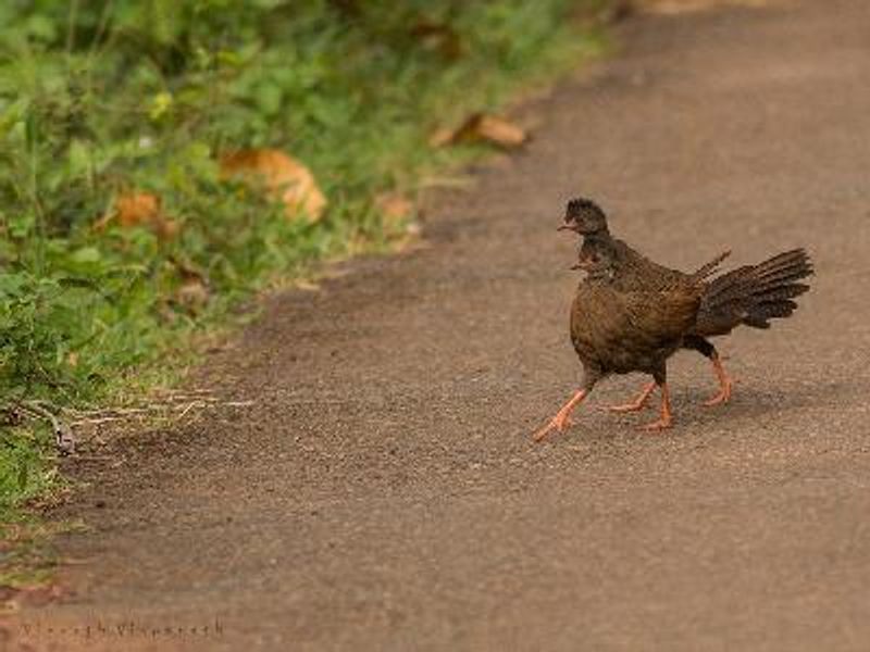 Red Spurfowl