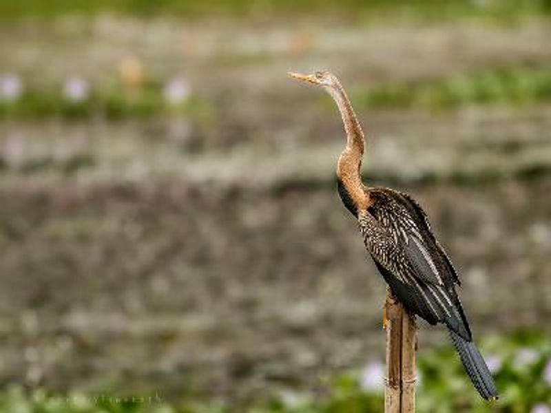 Oriental Darter
