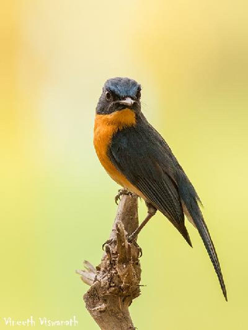 Tickell's Blue Flycatcher